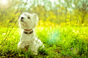 west highland white terrier on the grass